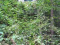 IMG_9370_Custom_